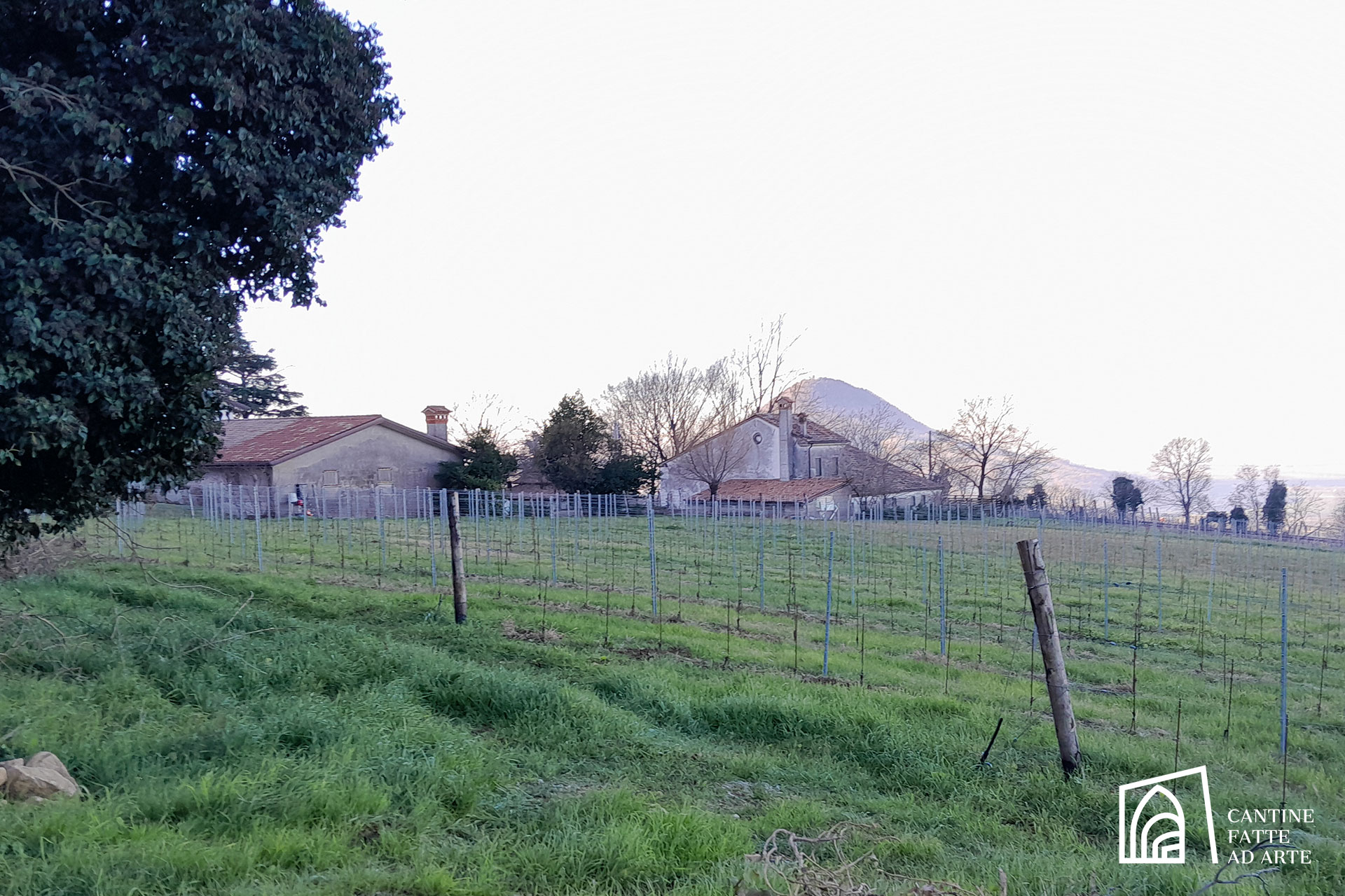 Cantina vinicola e Agriturismo Corealta | Colli Euganei